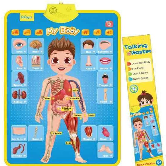 Human Anatomy Talking Poster For Kids Educational Learning - BLL - ET - 03AG - Planet Junior